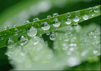 Planta com gotas d'água